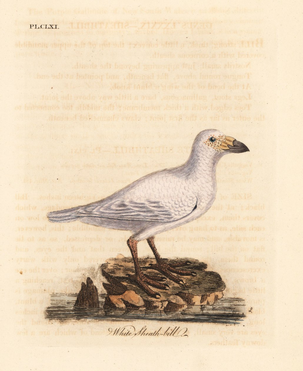 Pochwa śnieżna, Chionis albus (Pochwa biała, pochwa chionis). Ręcznie kolorowany miedzioryt narysowany i grawerowany przez Johna Lathama z jego własnej A General History of Birds, Winchester autorstwa John Latham