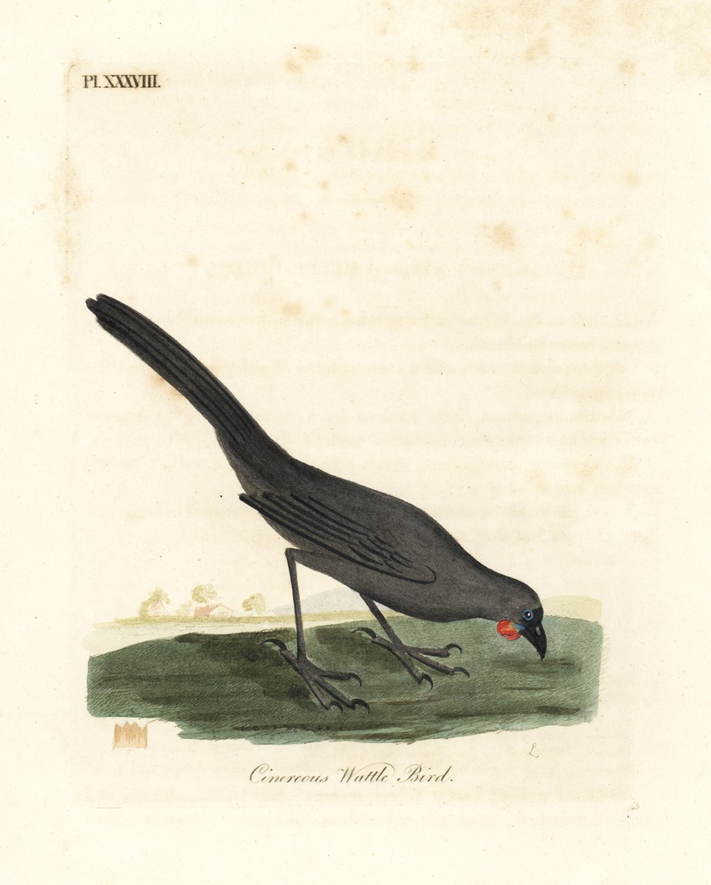 Wyspa Południowa, Nowa Zelandia kokako, Callaeas cinerea cinerea, uznana za wymarłą w 2007 r. (Cinereous akacji, Calloeas cinerea). Ręcznie kolorowany miedzioryt narysowany i grawerowany przez Johna Lathama z jego własnej A General History of Birds, Winche autorstwa John Latham