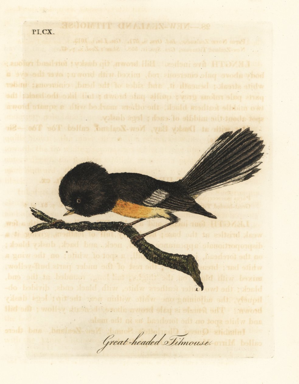 Tomit z Wyspy Południowej, Petroica macrocephala macrocephala (Sikorki dwugłowe, Parus macrocephalus). Pochodzi z Nowej Zelandii. Ręcznie kolorowany miedzioryt narysowany i grawerowany przez Johna Lathama z jego własnej A General History of Birds, Winchest autorstwa John Latham