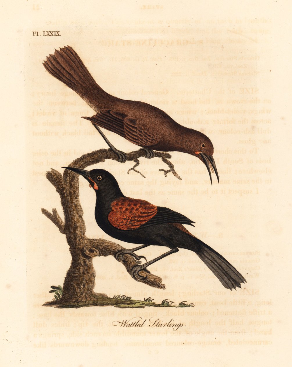 Siodło grzbietowe, Philesturnus carunculatus, samiec i samica (szpaki koralowe, Sturnus carunculatus). Prawie zagrożony. Ręcznie kolorowany miedzioryt narysowany i grawerowany przez Johna Lathama z jego własnej A General History of Birds, Winchester autorstwa John Latham