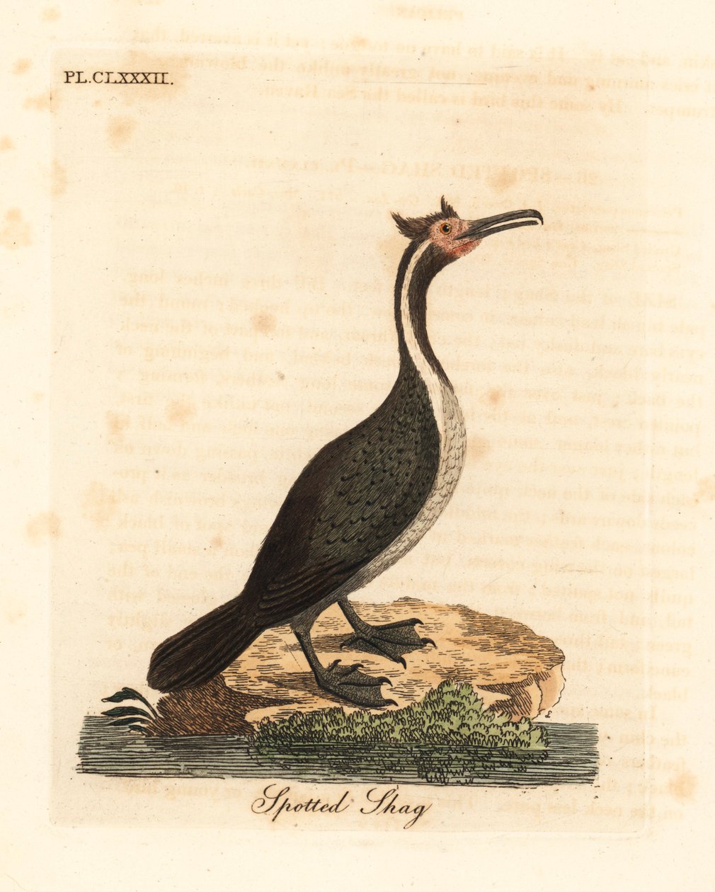 Kudłaty cętkowany lub parekareka, Phalacrocorax punctatus (Pelecanus punctatus). Ręcznie kolorowany miedzioryt narysowany i grawerowany przez Johna Lathama z jego własnej A General History of Birds, Winchester autorstwa John Latham
