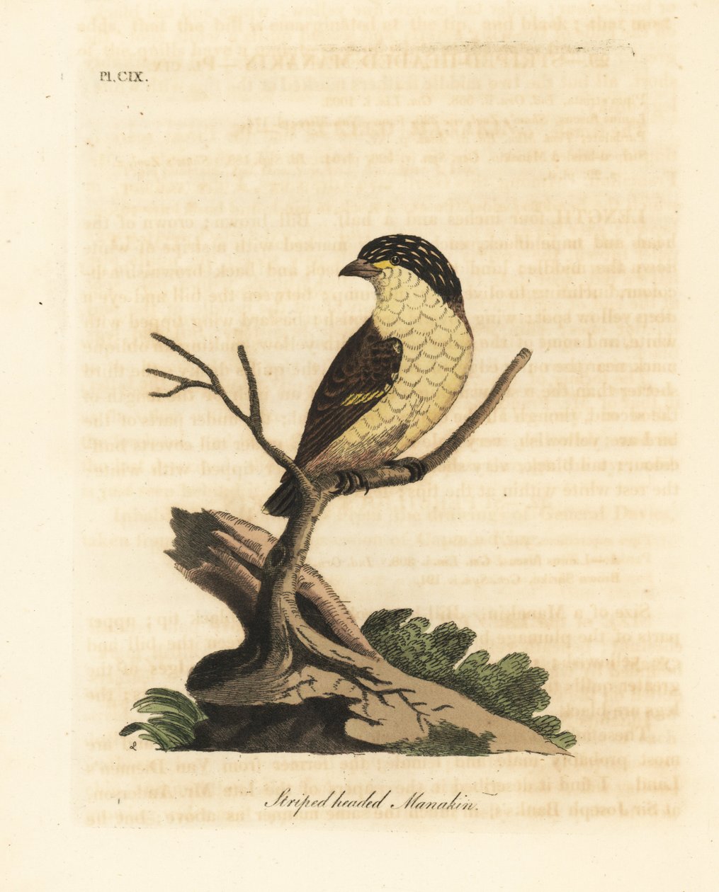 Pardalota prążkowana, Pardalotus striatus (Manakin pręgowany, Pipra striata). Ręcznie kolorowany miedzioryt narysowany i grawerowany przez Johna Lathama z jego własnej A General History of Birds, Winchester autorstwa John Latham