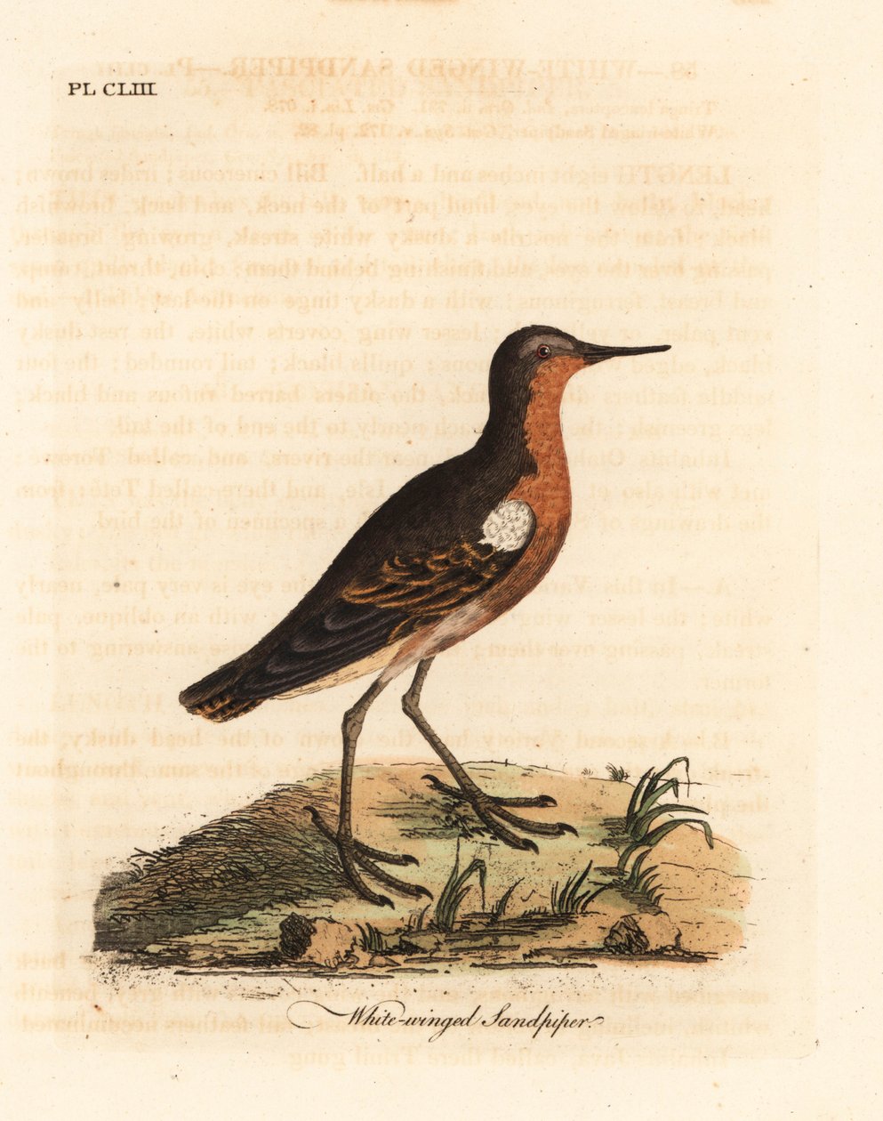 Brodzik tahitański, Prosobonia leucoptera. Wyginąć. (Biastoskrzydłaty, Tringa leucoptera.) Ręcznie barwiony miedzioryt narysowany i grawerowany przez Johna Lathama z jego własnej A General History of Birds, Winchester autorstwa John Latham