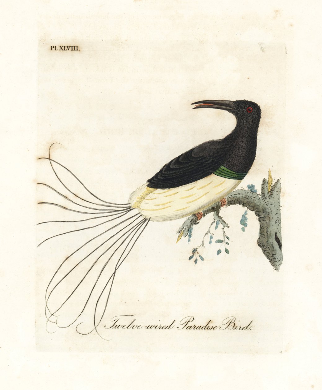 Dwunastoprzewodowy ptak rajski, Seleucidis melanoleucus (Paradisea nigricans). Ręcznie kolorowany miedzioryt narysowany i grawerowany przez Johna Lathama z jego własnej A General History of Birds, Winchester autorstwa John Latham
