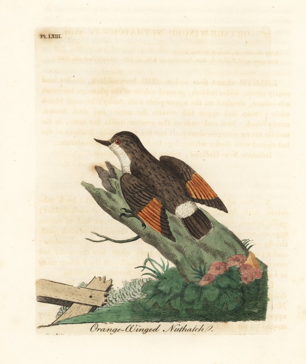 Zróżnicowana sittella, Daphoenositta chrysoptera (Kowalik pomarańczowoskrzydły, Sitta chrysoptera). Ręcznie kolorowany miedzioryt narysowany i grawerowany przez Johna Lathama z jego własnej A General History of Birds, Winchester autorstwa John Latham