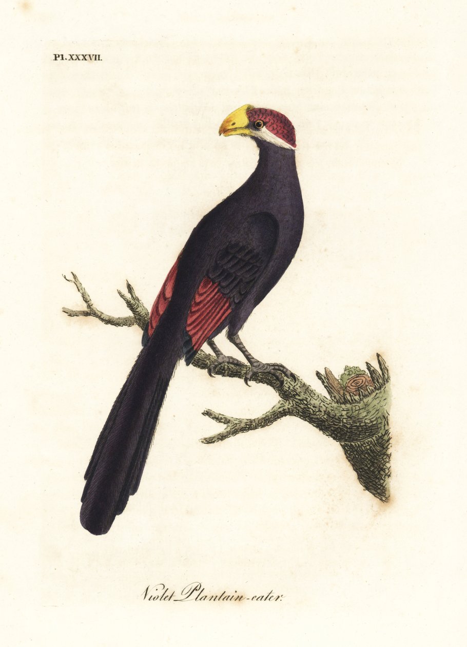 Fioletowy turak lub fiołkowożerny, Musophaga violacea. Ręcznie kolorowany miedzioryt narysowany i grawerowany przez Johna Lathama z jego własnej A General History of Birds, Winchester autorstwa John Latham