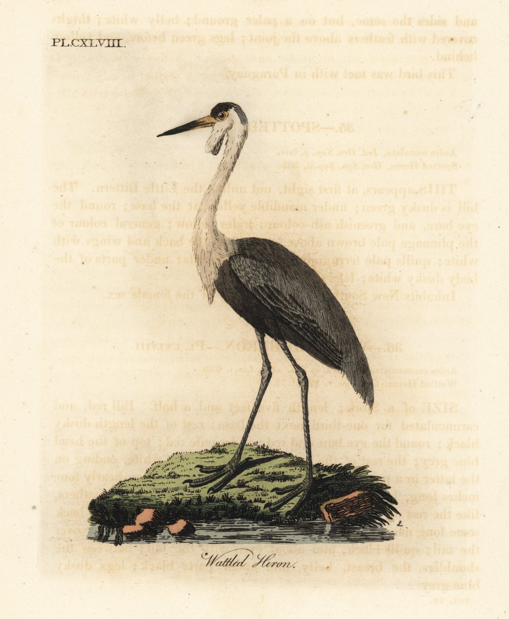 Czaszka koralowa, Bugeranus carunculatus. Wrażliwy. (Czapla koralowa, Ardea carunculata). Ręcznie barwiony miedzioryt narysowany i grawerowany przez Johna Lathama z jego własnej A General History of Birds, Winchester autorstwa John Latham