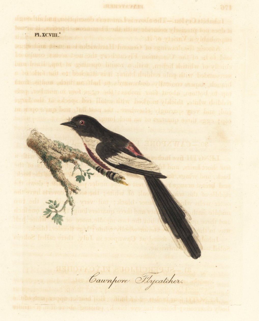 Minivet białobrzuchy, Pericrocotus erythropygius (muchołówka cawnpore). Indie. Ręcznie kolorowany miedzioryt narysowany i grawerowany przez Johna Lathama z jego własnej A General History of Birds, Winchester autorstwa John Latham