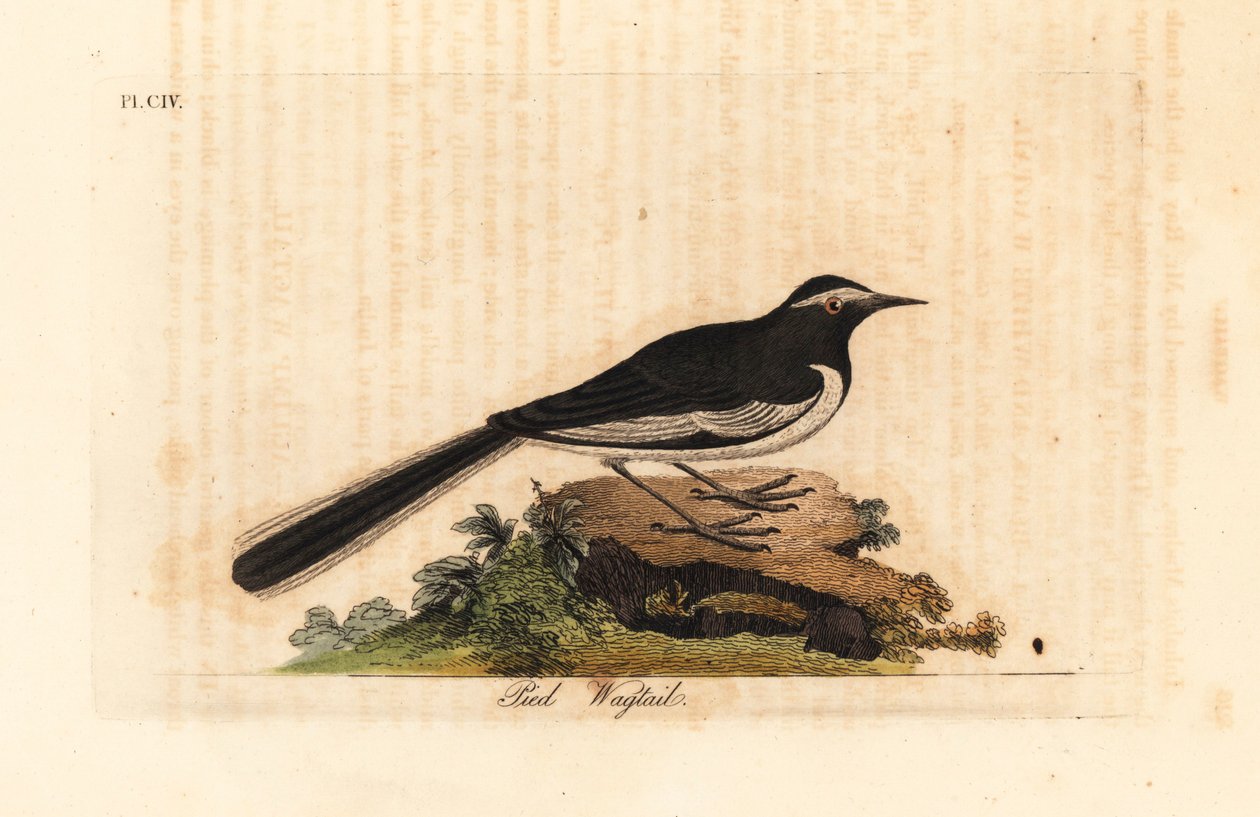Pliszka białobrewa, złota pliszka szeroka, Motacilla maderaspatensis. (Pliszka stóp Indii). Ręcznie kolorowany miedzioryt narysowany i grawerowany przez Johna Lathama z jego własnej A General History of Birds, Winchester autorstwa John Latham