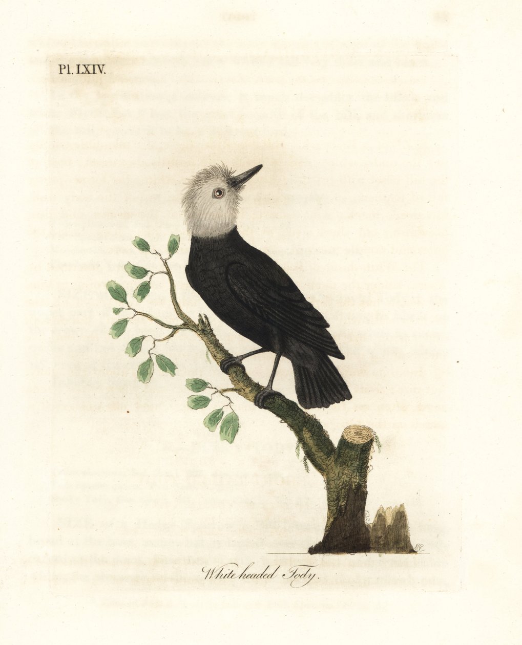 Białogłowy tyran bagienny, Arundinicola leucocephala (Tody białogłowa, Todus leucocephalus). Ręcznie kolorowany miedzioryt narysowany i grawerowany przez Johna Lathama z jego własnej A General History of Birds, Winchester autorstwa John Latham