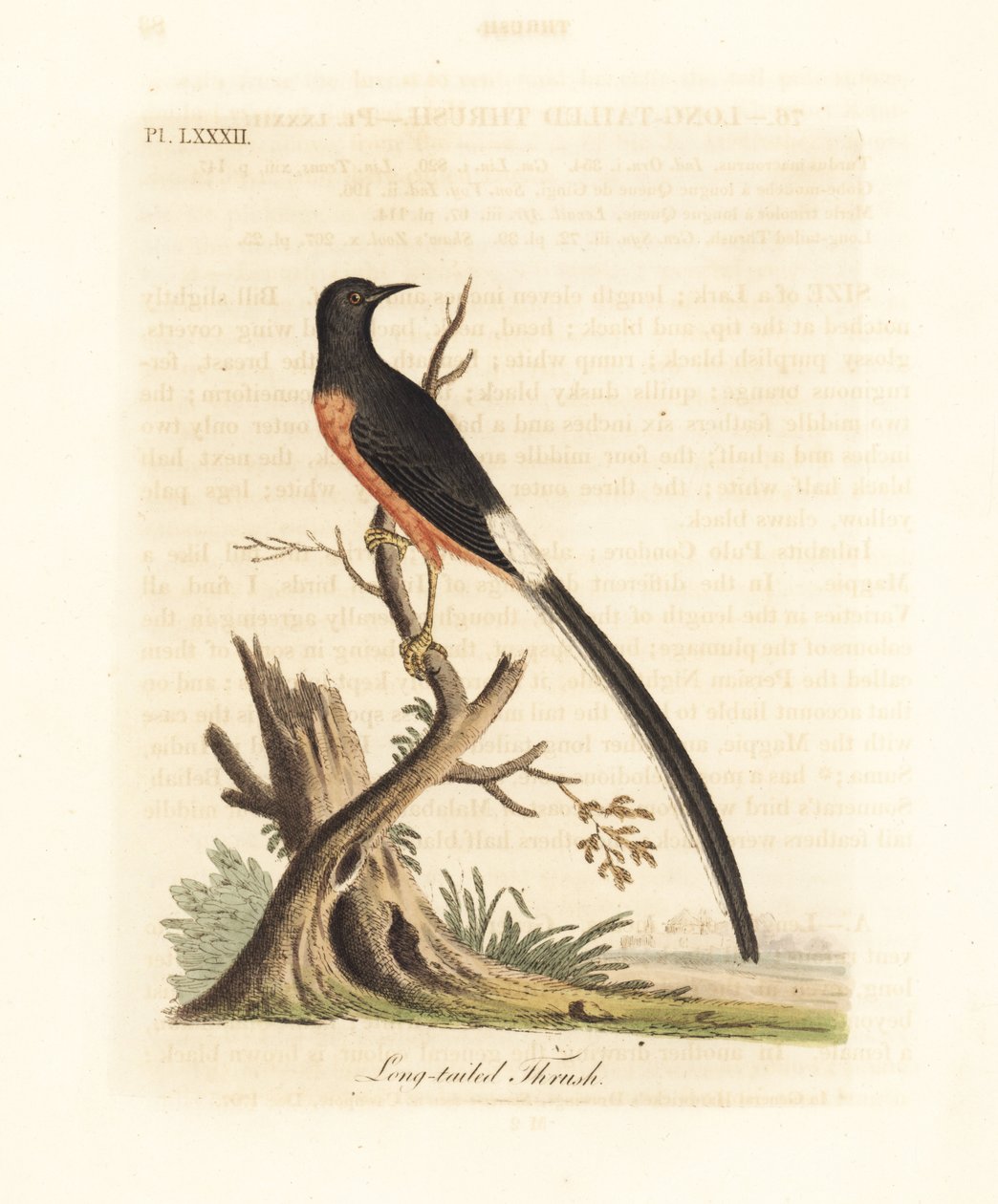 Szama białoczelna, Copsychus malabaricus macrourus. (Jako drozd długoogoniasty, Turdus macrourus.) Ręcznie barwiony miedzioryt narysowany i wygrawerowany przez Johna Lathama z jego własnej A General History of Birds, Winchester autorstwa John Latham