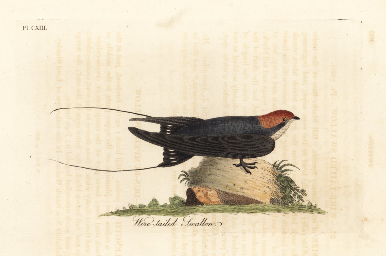 Jaskółka szorstko-ogoniasta, Hirundo smithii. Ręcznie kolorowany miedzioryt narysowany i grawerowany przez Johna Lathama z jego własnej A General History of Birds, Winchester autorstwa John Latham