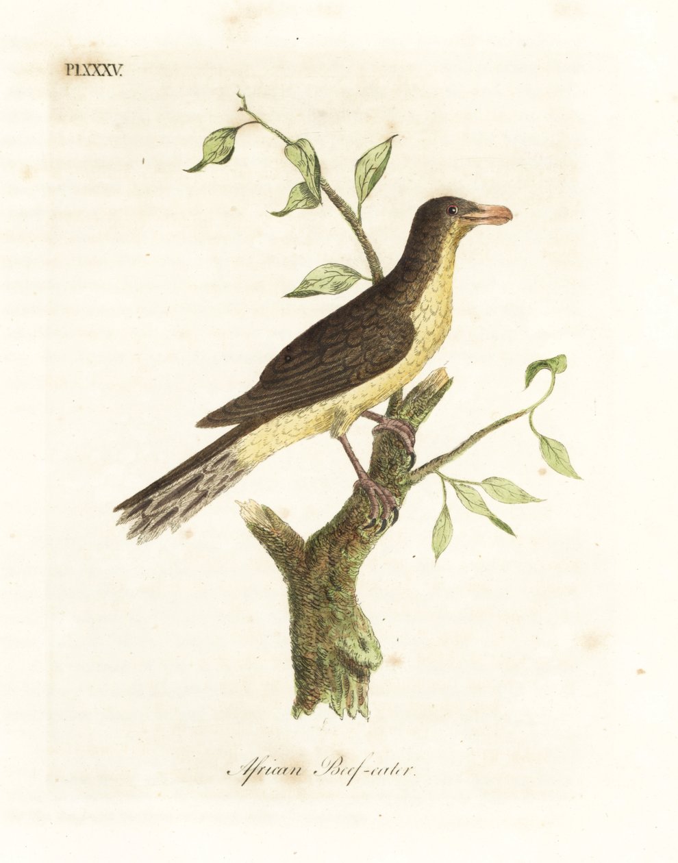 Bąkojad żółtodzioby , Buphagus africanus (African beef-eater, Buphaga africana). Ręcznie kolorowany miedzioryt narysowany i grawerowany przez Johna Lathama z jego własnej A General History of Birds, Winchester autorstwa John Latham