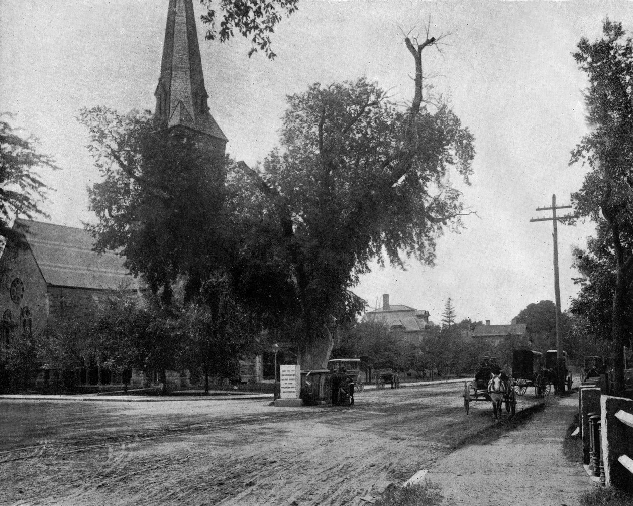 Wiąz waszyngtoński w Cambridge, Massachusetts, USA, ok. 1930 r. 1900 (zdjęcie czarno-białe) autorstwa John Lawson Stoddard
