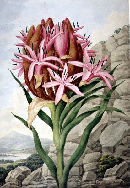 PD.757-1973 Spear Lily (Doryanthes excellsa) autorstwa John Lindley