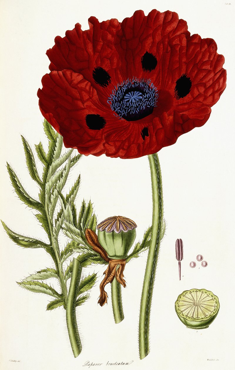 Papaver Bracteatum, 1821-1826 autorstwa John Lindley