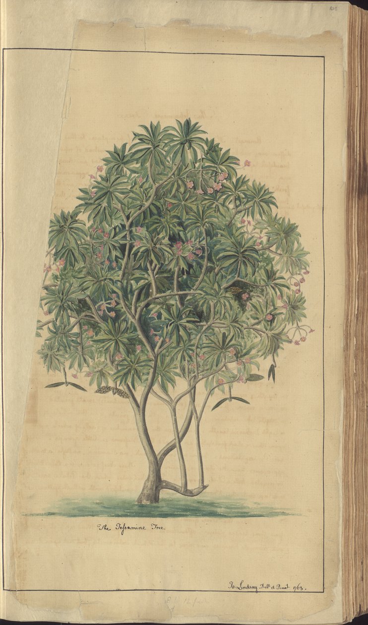 Strona z „Elegancies of Jamaica” autorstwa John Lindsay