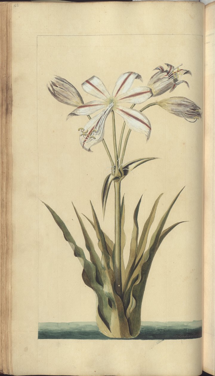 Strona z „Elegancies of Jamaica” autorstwa John Lindsay