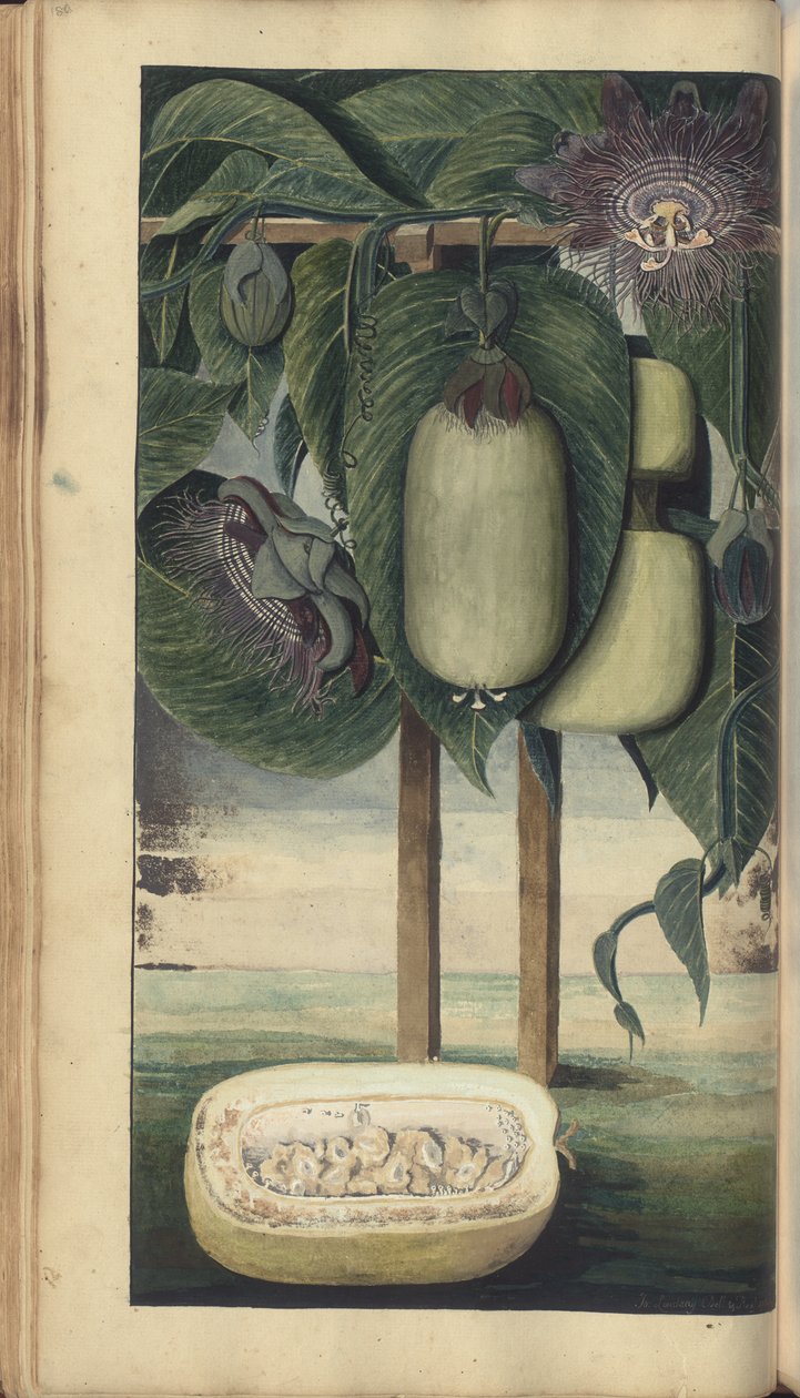 Strona z „Elegancies of Jamaica” autorstwa John Lindsay