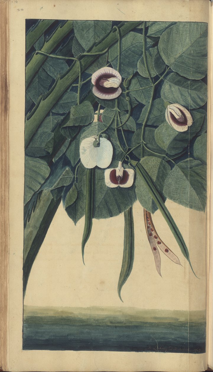Strona z „Elegancies of Jamaica” autorstwa John Lindsay