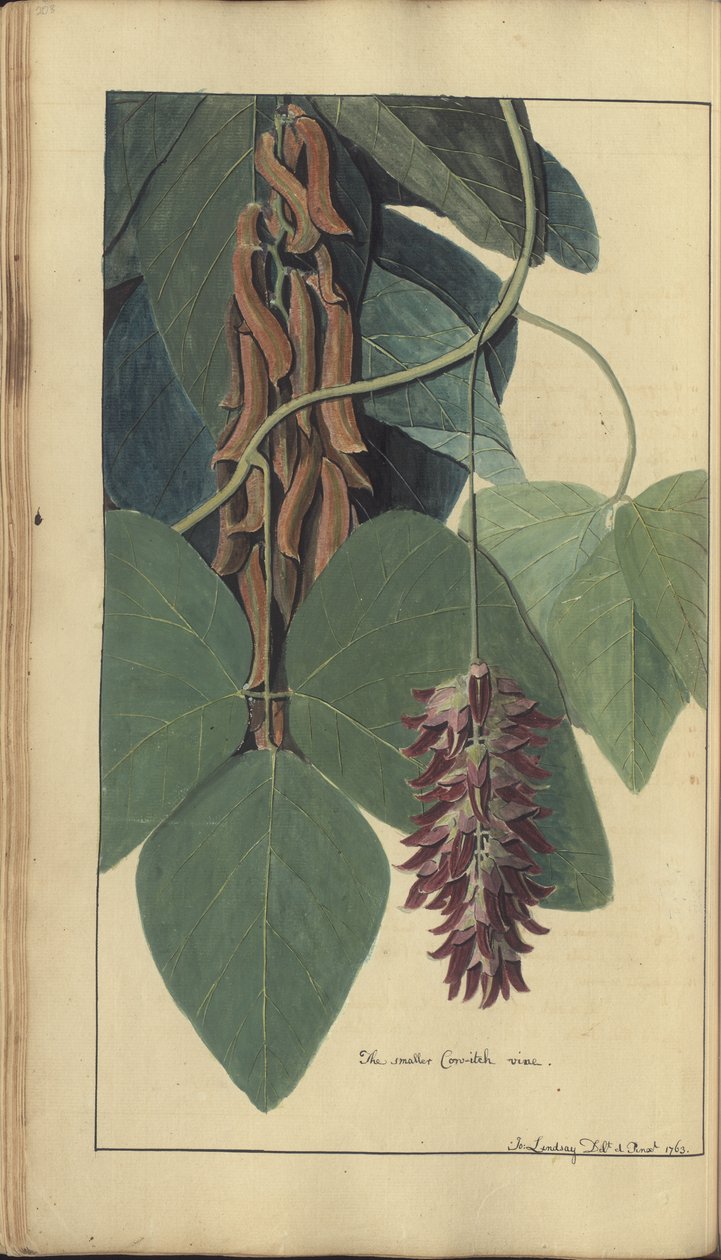 Strona z „Elegancies of Jamaica”, 206 autorstwa John Lindsay