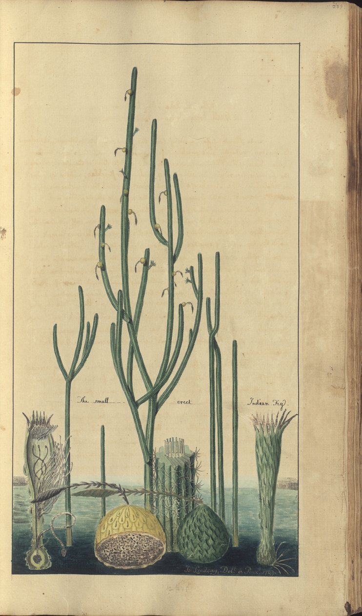 Strona z „Elegancies of Jamaica”, 237 autorstwa John Lindsay