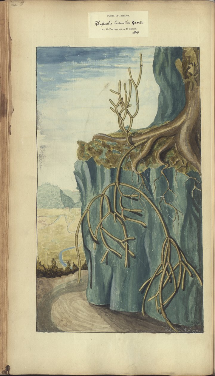 Strona z „Elegancies of Jamaica”, 240 autorstwa John Lindsay