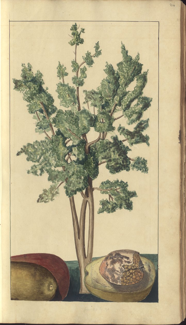 Strona z „Elegancies of Jamaica”, 24 autorstwa John Lindsay