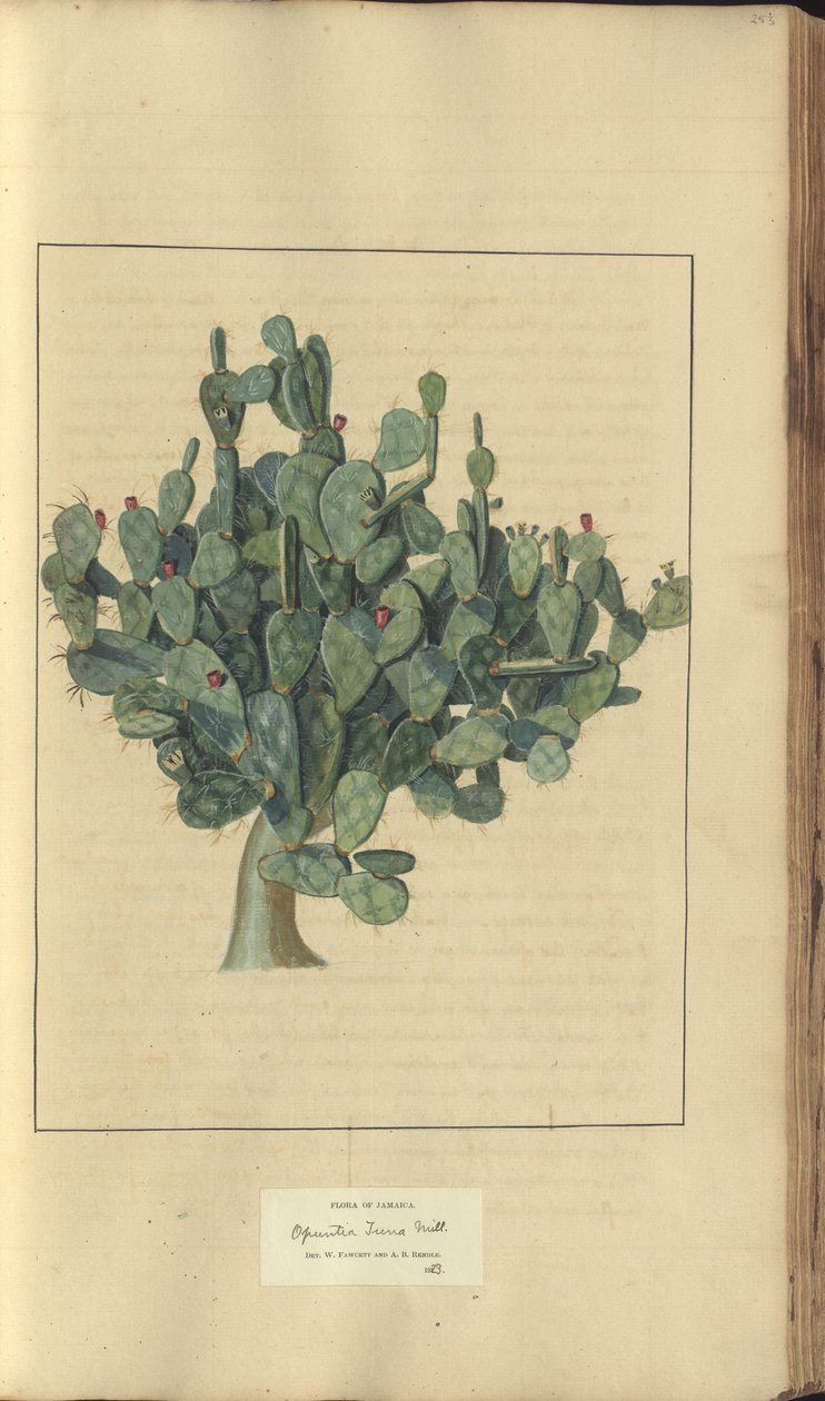 Strona z „Elegancies of Jamaica”, 253 autorstwa John Lindsay