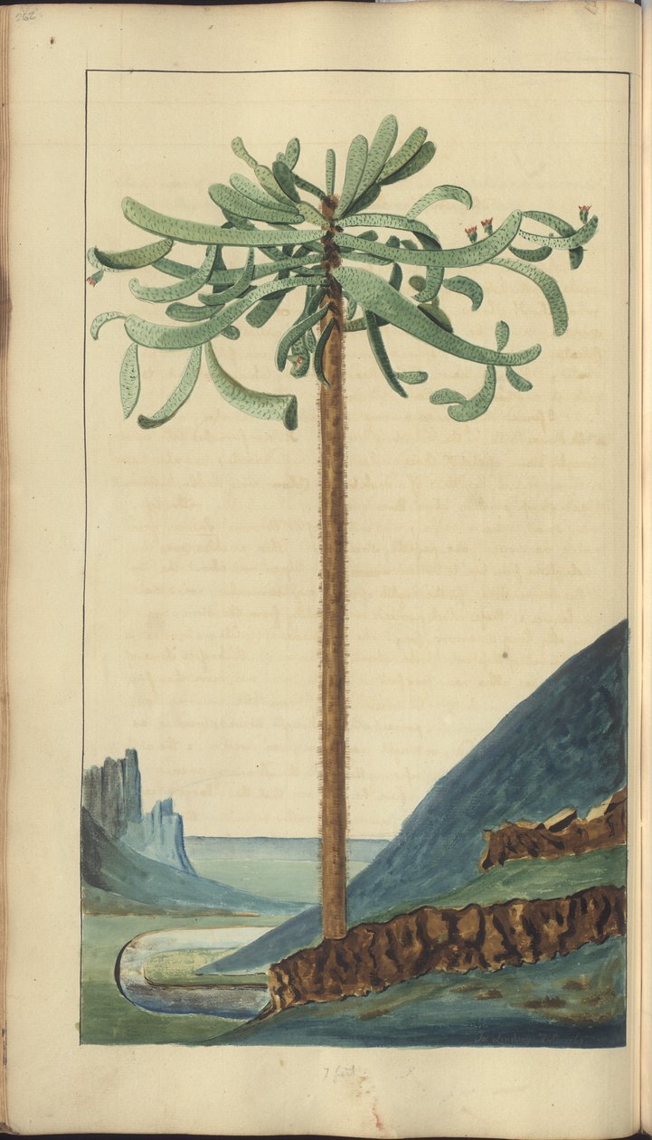 Strona z „Elegancies of Jamaica”, 262 autorstwa John Lindsay