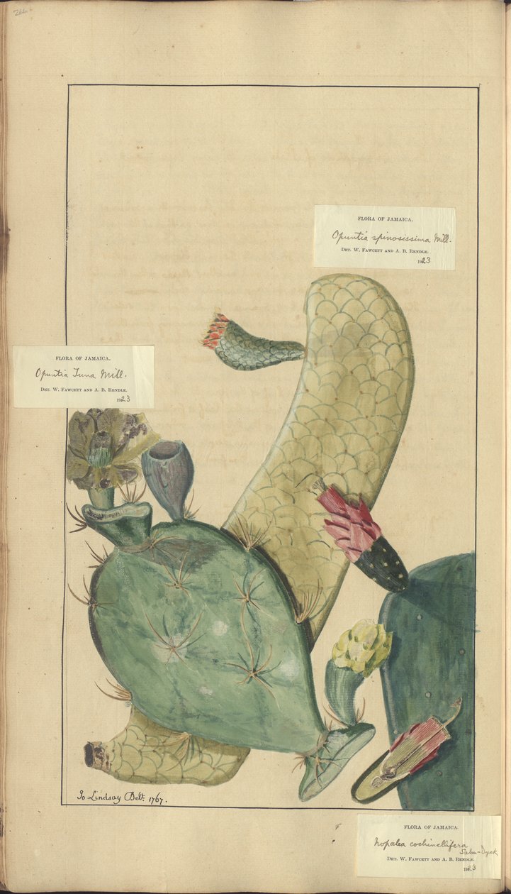 Strona z „Elegancies of Jamaica”, 266 autorstwa John Lindsay