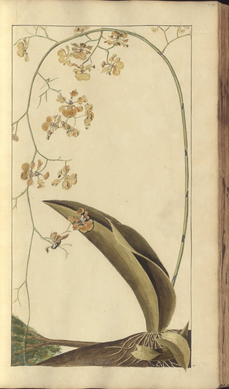 Strona z „Elegancies of Jamaica”, 279 autorstwa John Lindsay