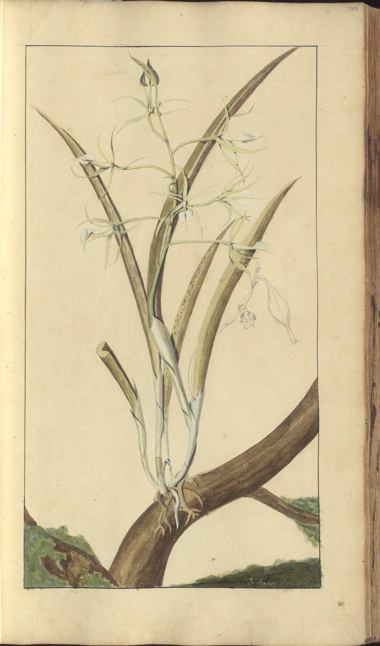 Strona z „Elegancies of Jamaica”, 285 autorstwa John Lindsay