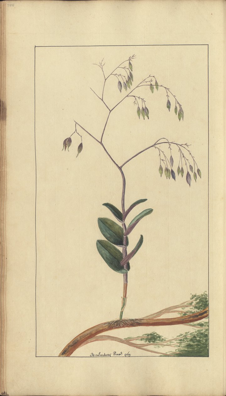 Strona z „Elegancies of Jamaica”, 288 autorstwa John Lindsay