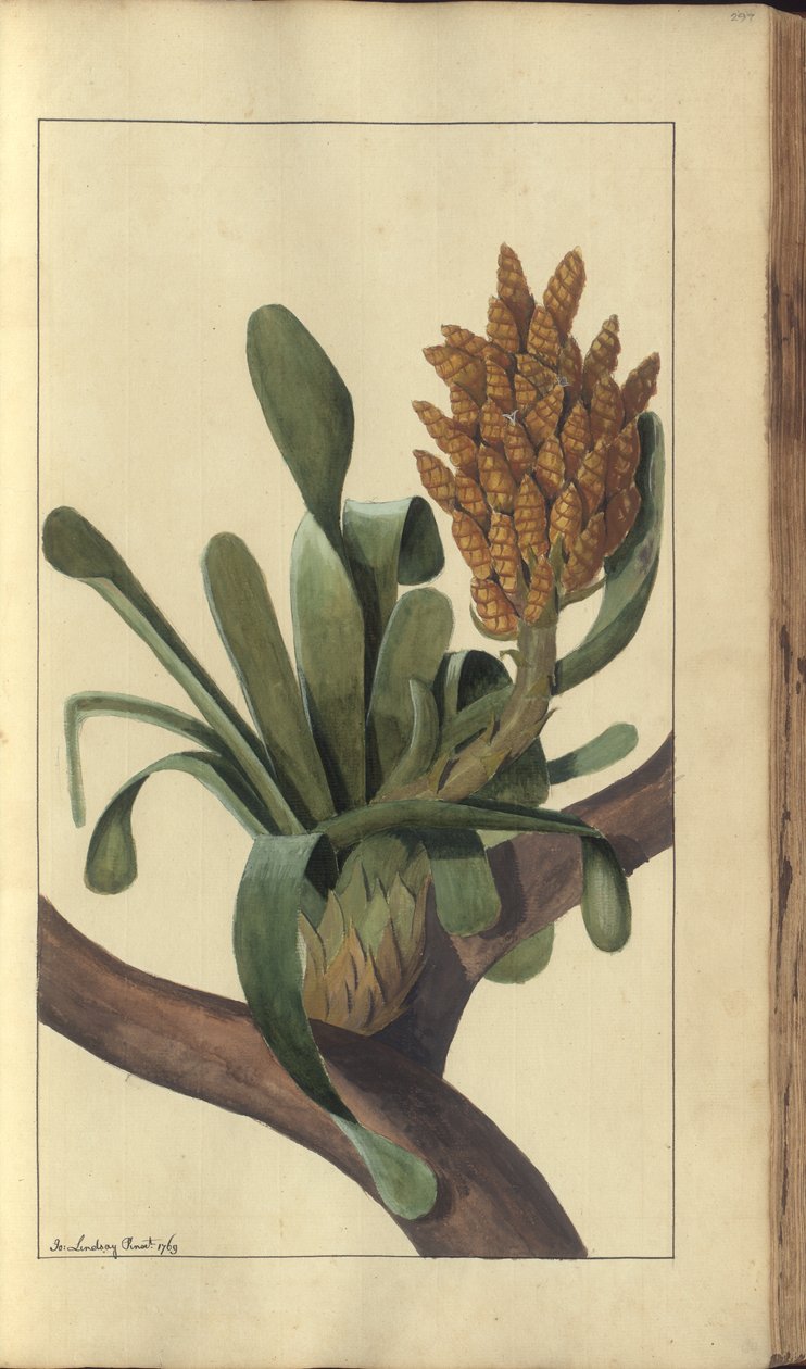 Strona z „Elegancies of Jamaica”, 297 autorstwa John Lindsay
