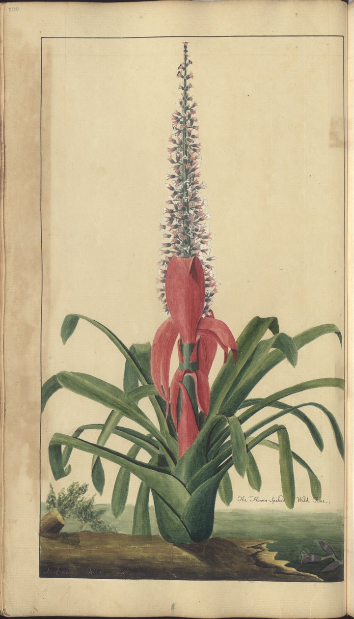 Strona z „Elegancies of Jamaica”, 300 autorstwa John Lindsay