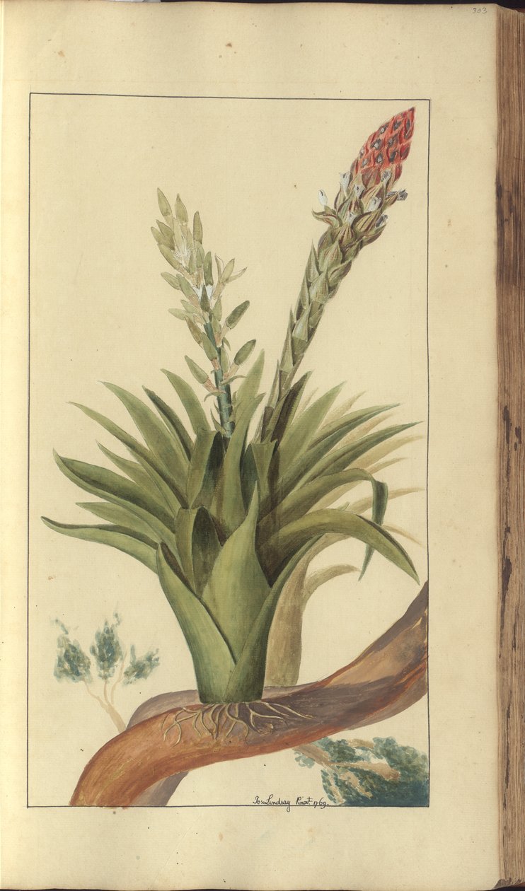 Strona z „Elegancies of Jamaica”, 303 autorstwa John Lindsay