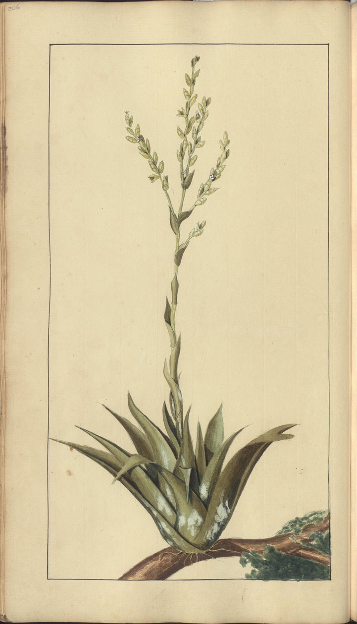 Strona z „Elegancies of Jamaica”, 306 autorstwa John Lindsay