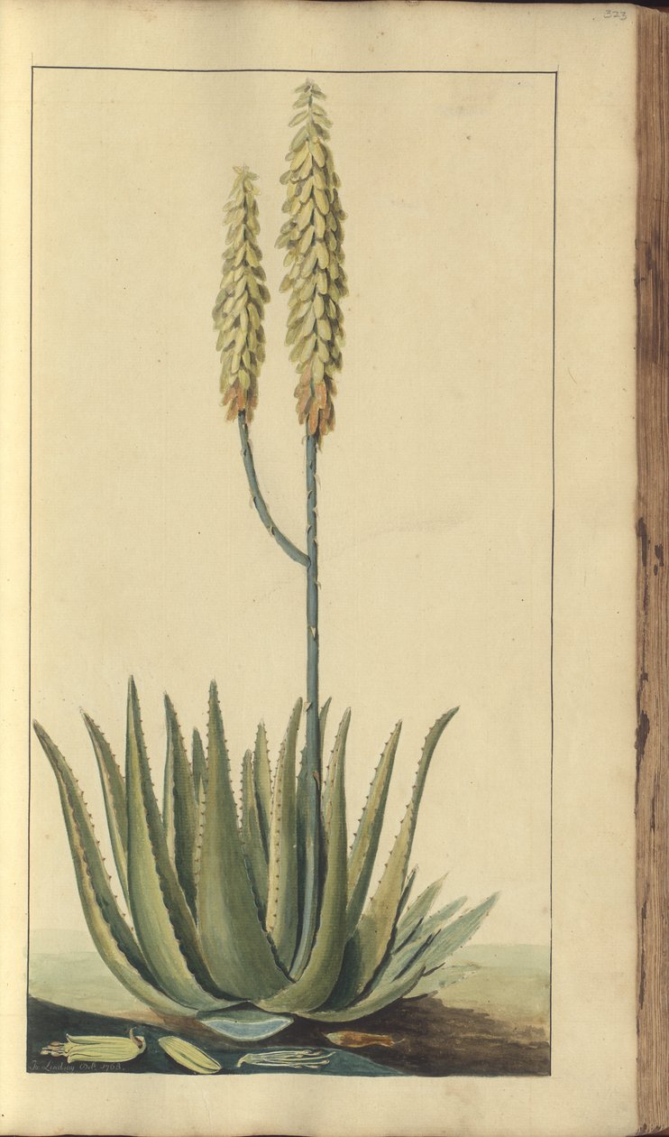 Strona z „Elegancies of Jamaica”, 323 autorstwa John Lindsay