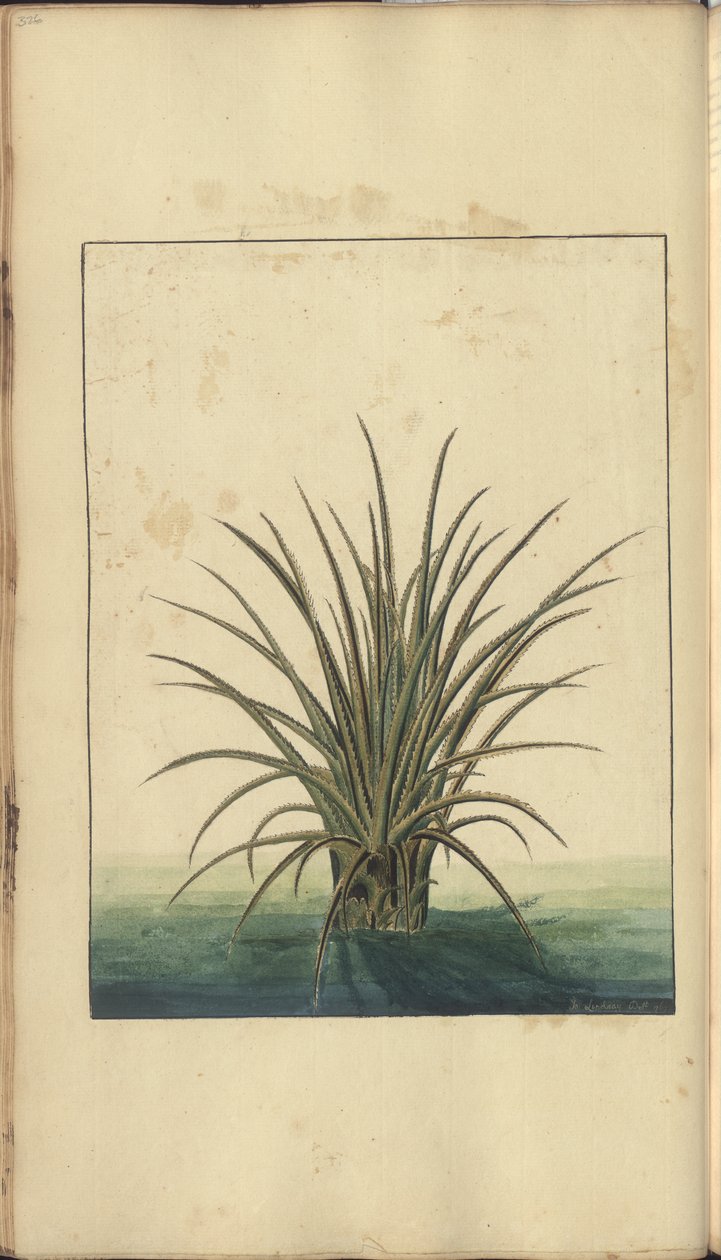 Strona z „Elegancies of Jamaica”, 326 autorstwa John Lindsay