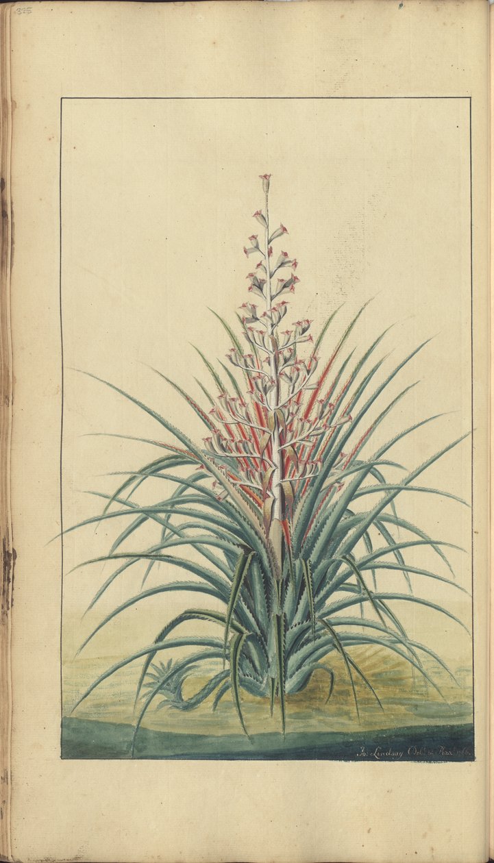 Strona z „Elegancies of Jamaica”, 328 autorstwa John Lindsay