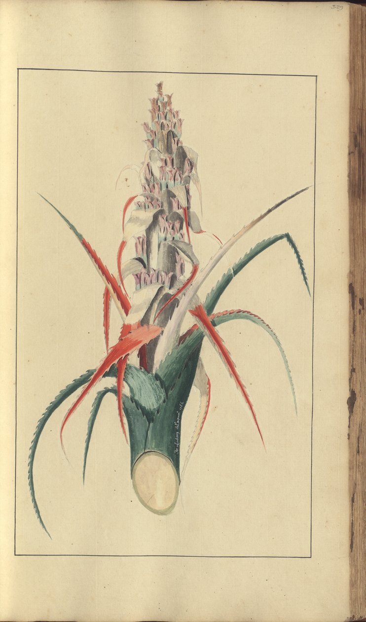 Strona z „Elegancies of Jamaica”, 329 autorstwa John Lindsay