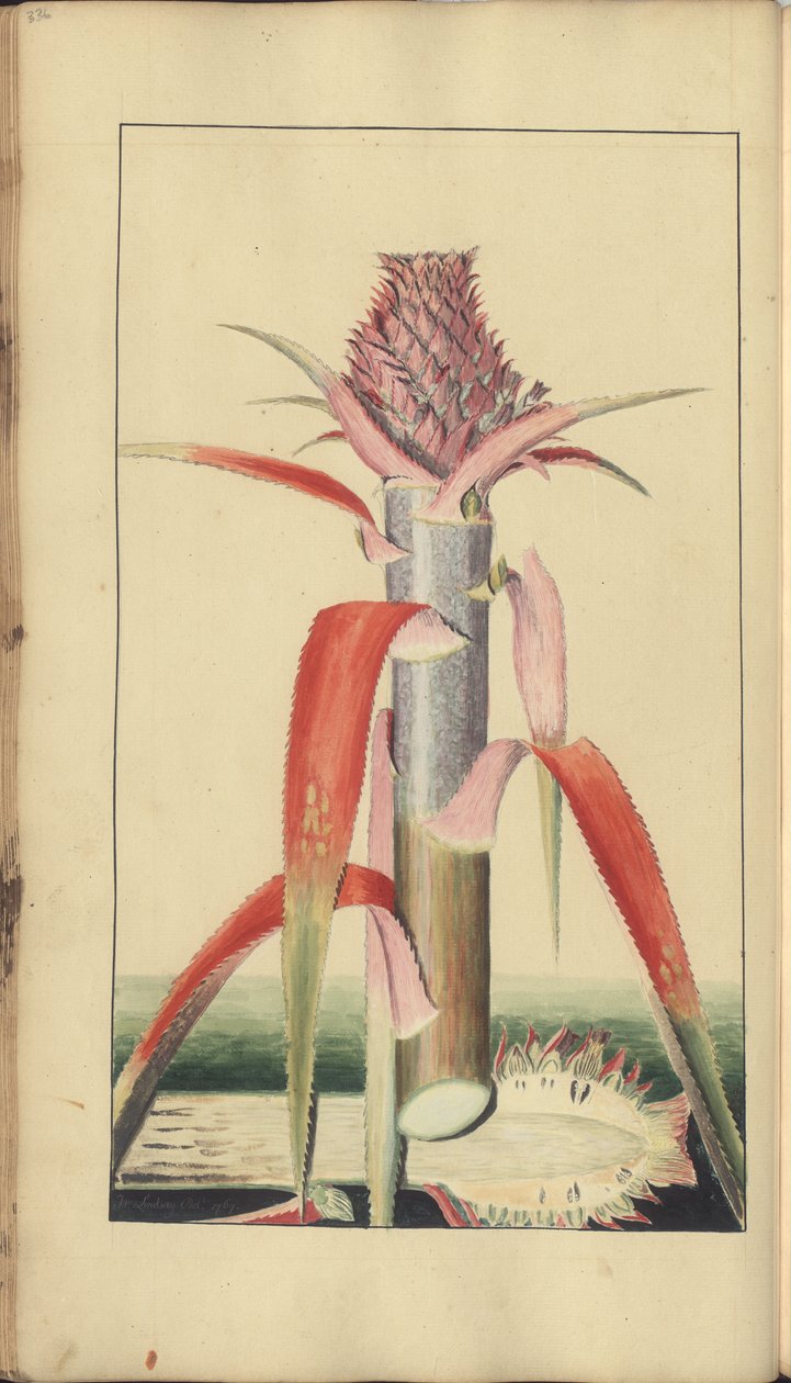 Strona z „Elegancies of Jamaica”, 336 autorstwa John Lindsay