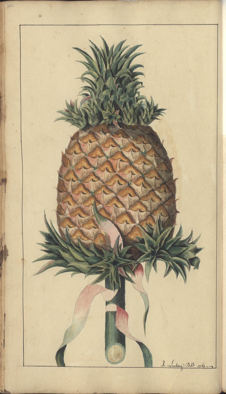 Strona z „Elegancies of Jamaica”, 340 autorstwa John Lindsay