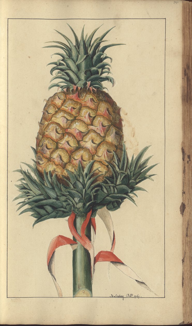 Strona z „Elegancies of Jamaica”, 341 autorstwa John Lindsay