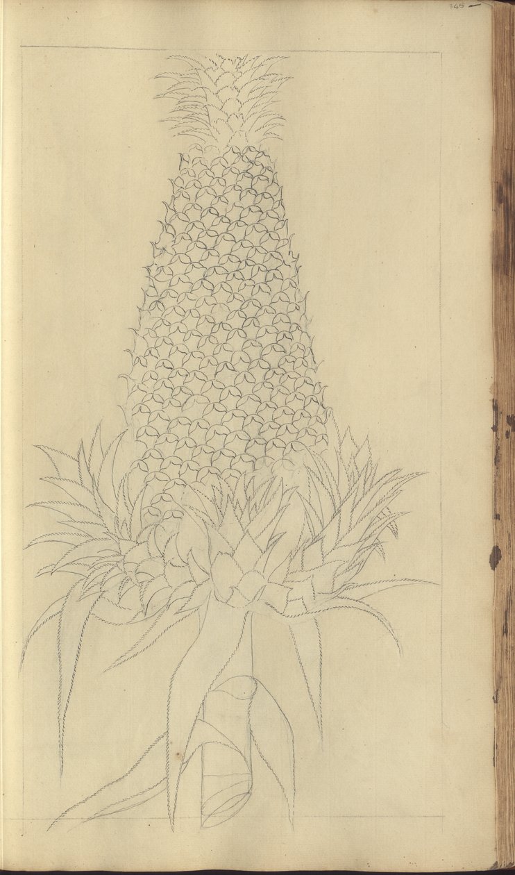 Strona z „Elegancies of Jamaica”, 345 autorstwa John Lindsay
