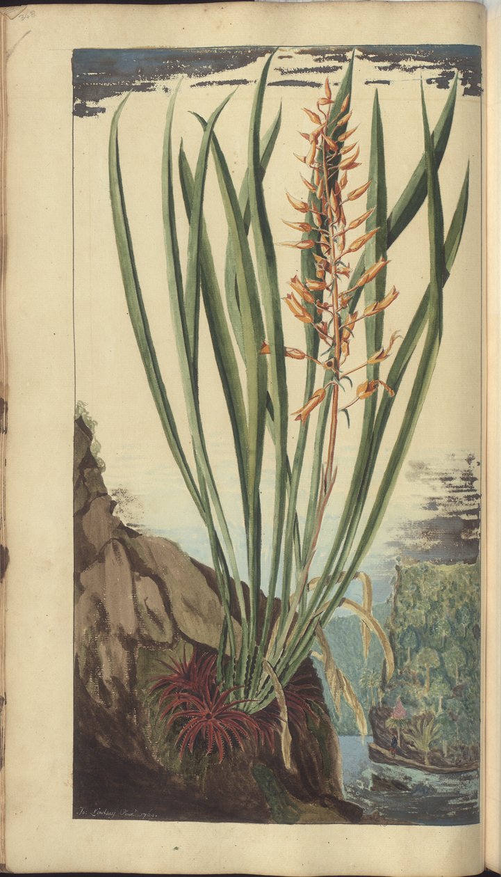 Strona z „Elegancies of Jamaica”, 348 autorstwa John Lindsay