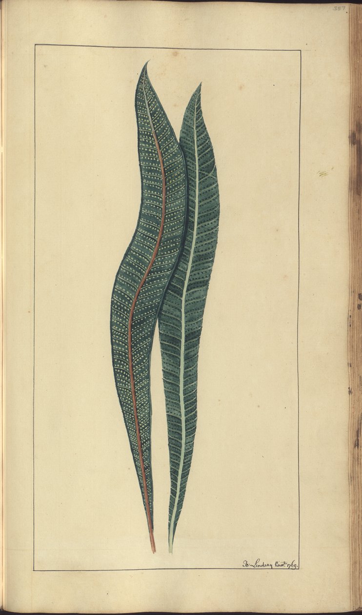 Strona z „Elegancies of Jamaica”, 357 autorstwa John Lindsay