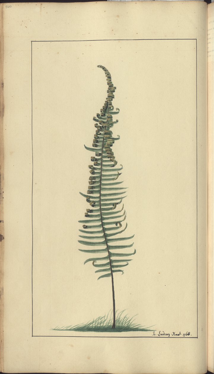 Strona z „Elegancies of Jamaica”, 360 autorstwa John Lindsay