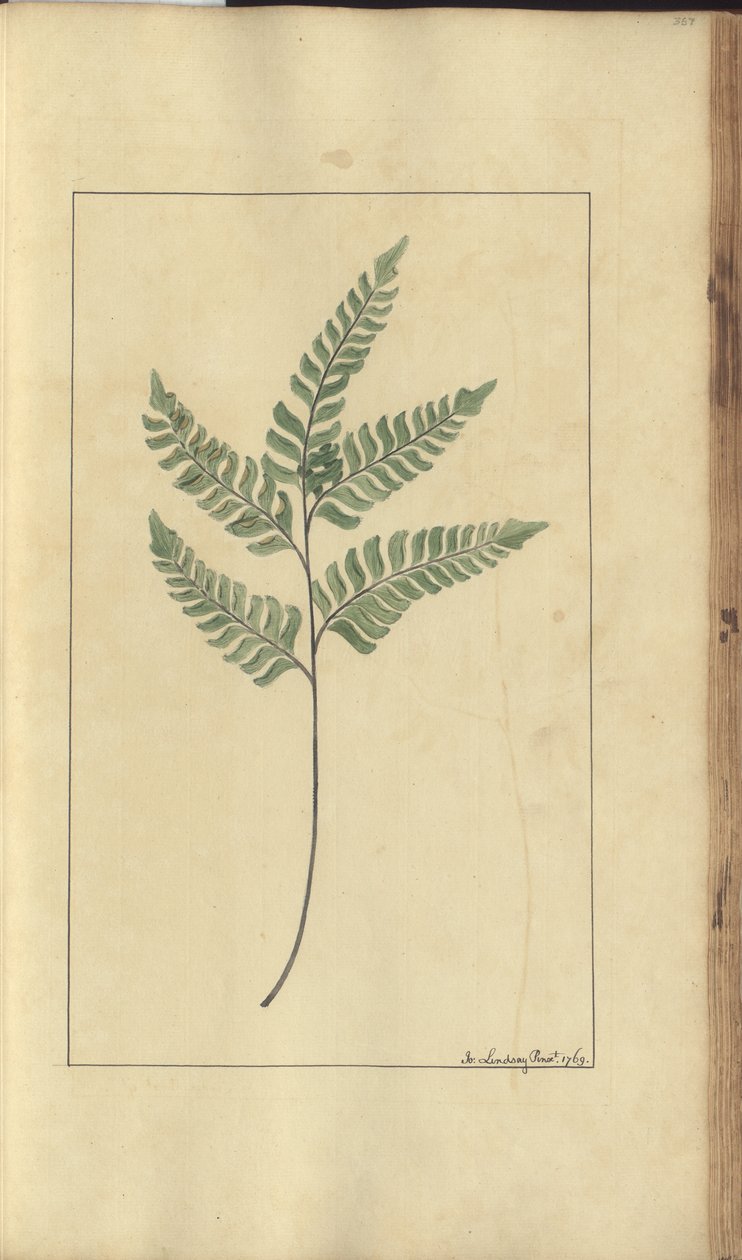 Strona z „Elegancies of Jamaica”, 367 autorstwa John Lindsay